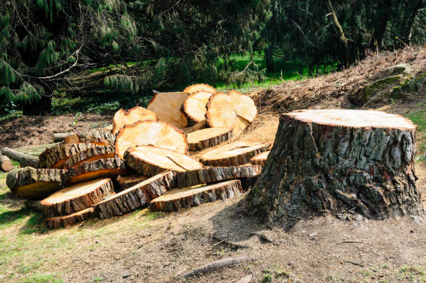 How Our Tree Care Process Works  in  Union Mill, VA